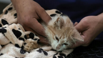 Viruskrankheit tötet Katzen auf der „Katzeninsel“ Zypern
