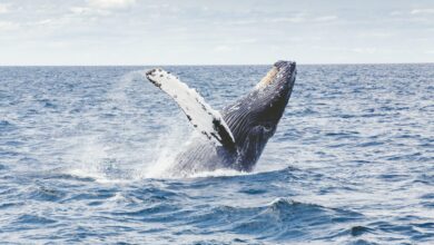 Bitcoin humpback whales BlackRock