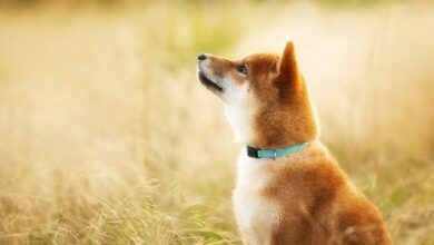 KI-gestützter Meme-Token erobert Krypto im Sturm