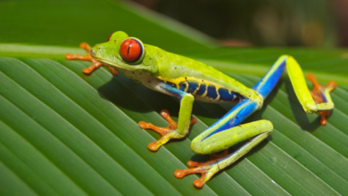 Potenzielle Erholung von PEPE: Wichtige Details, die Sie nicht verpassen sollten