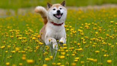 Preisprognose für Shiba Memu, da der Vorverkauf in einem Monat über 1,2 Millionen US-Dollar erreicht