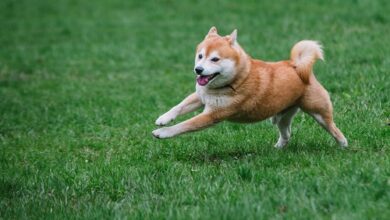 Was bedeutet es für Shiba Memu?