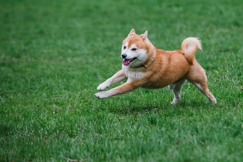 Was bedeutet es für Shiba Memu?