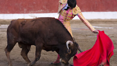 Bitcoin bull run 2025