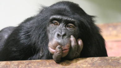 ApeCoin