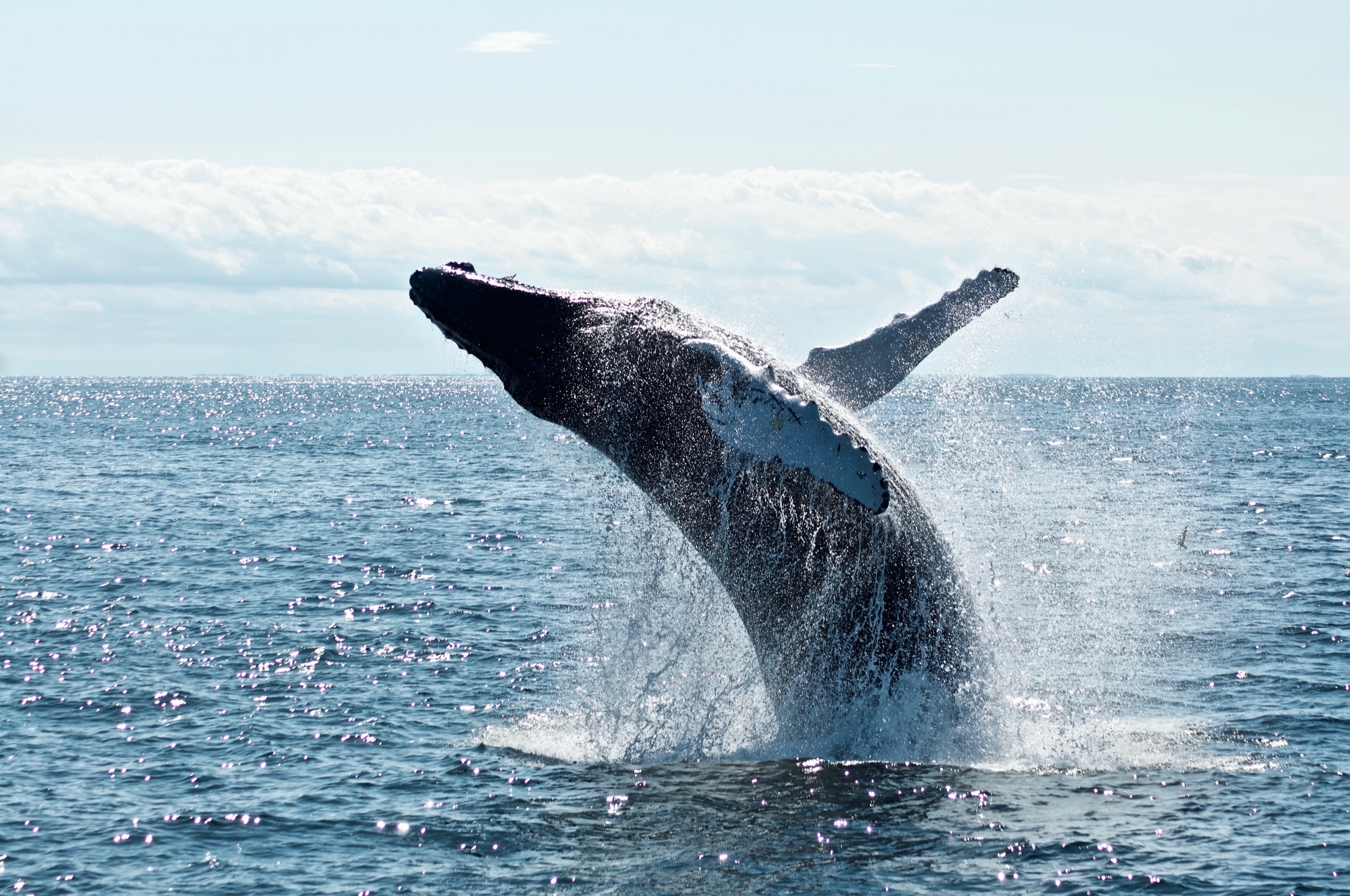 Shiba Inu Whale Activity Surges