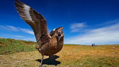 Der DODO-Preis steigt um 33 %, nachdem Binance eine wichtige Ankündigung gemacht hat