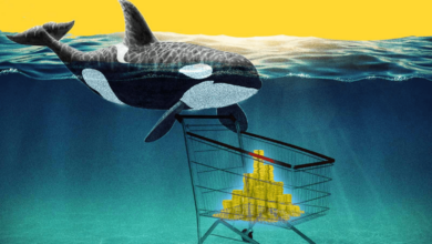 Shiba Inu Whale überträgt 4,6 Billionen Token nach einer 24-Stunden-Verwahrung