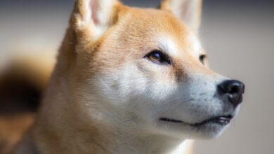 Shiba Inu (SHIB)