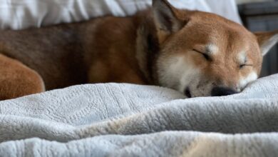 Shiba Inu SHIB price