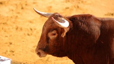 Bullen müssen über 20 US-Dollar steigen