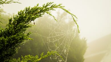Die Traktion von Web3 treibt den zweistelligen Anstieg der Mina-, Bluzelle- und Conflux-Token voran
