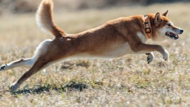 Shiba Inu