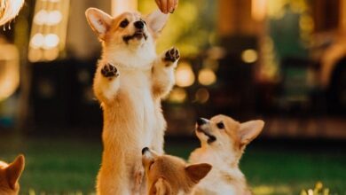 Shiba Memu glänzt, als die Kaufkraft der Anleger ein 6-Monats-Hoch erreicht
