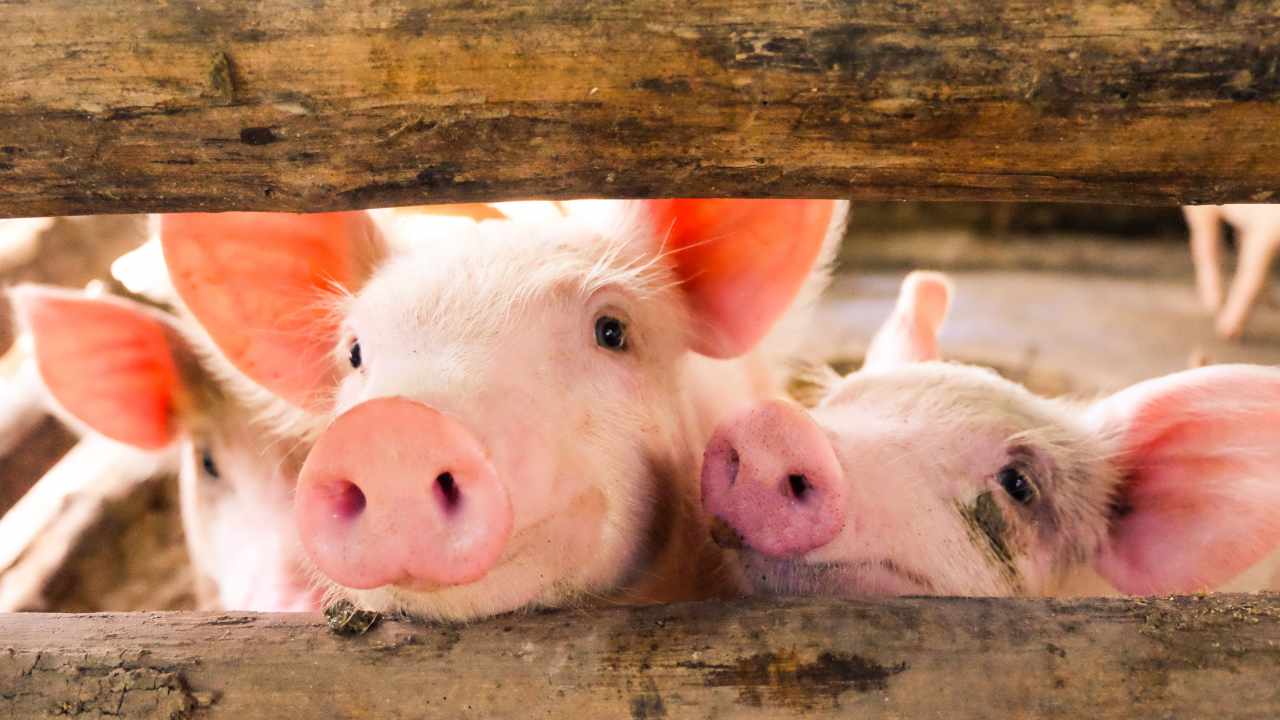 IRS Says US Taxpayers Are the Most Targeted for Pig Butchering Crypto Scams