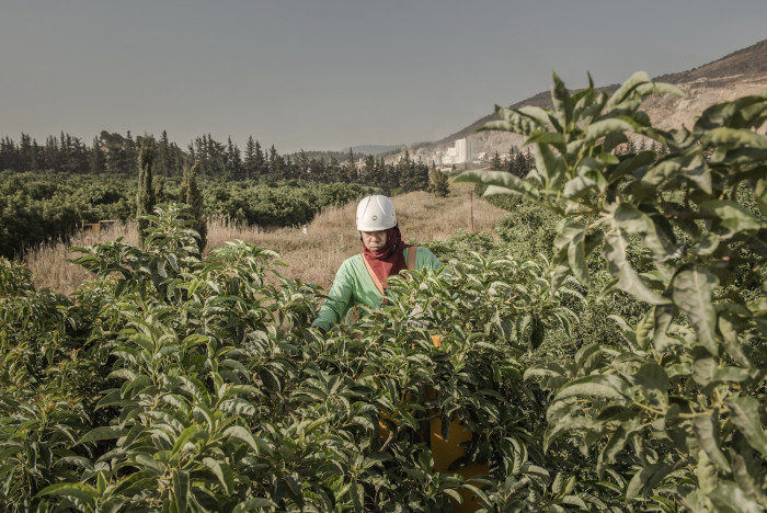 Israelische Bauernhöfe suchen verzweifelt nach Arbeitskräften