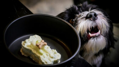 Leckere Mahlzeiten im ersten Hunderestaurant Italiens