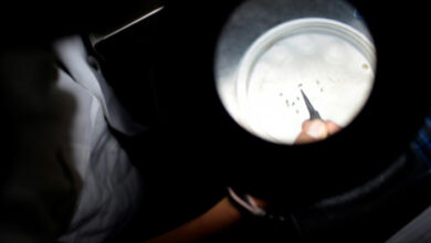 USA genehmigen ersten Impfstoff gegen Chikungunya-Virus: Arzneimittelbehörde