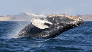 XRP whales