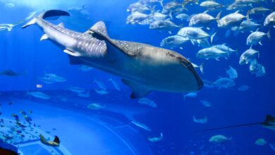 XRP Whale Shark