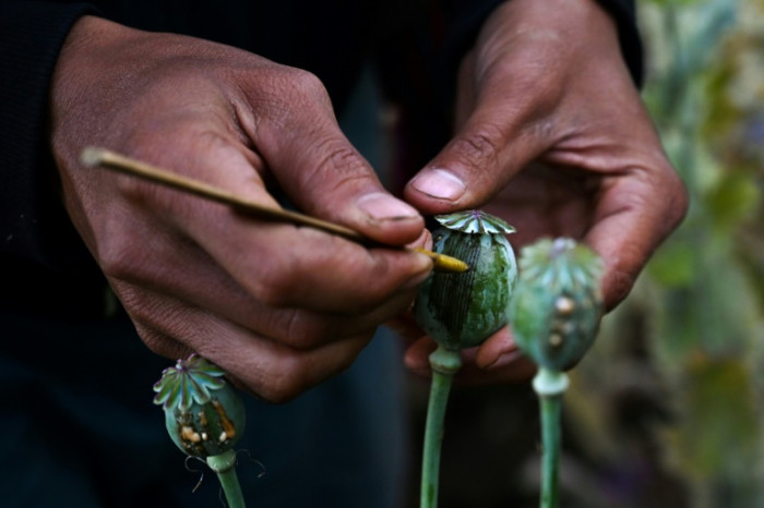 Myanmar überholt Afghanistan als weltweit größten Opiumproduzenten