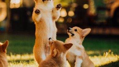Shiba Memu (SHMU) wird davon profitieren, wenn die Alt-Saison Gestalt annimmt