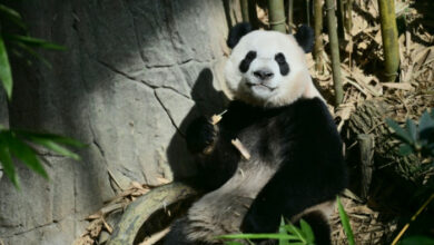 Singapur verabschiedet sich von einem Pandajungen, das auf dem Weg nach China ist