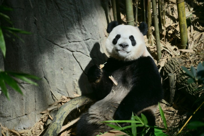 Singapur verabschiedet sich von einem Pandajungen, das auf dem Weg nach China ist