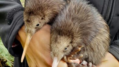Wellington begrüßt die ersten wildgeborenen Kiwi-Küken seit einem Jahrhundert