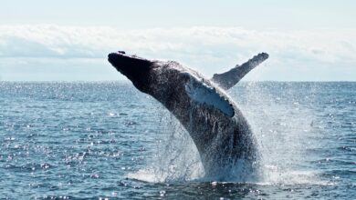 Ethereum Whale Transfers $46M ETH Across Exchanges And DeFi