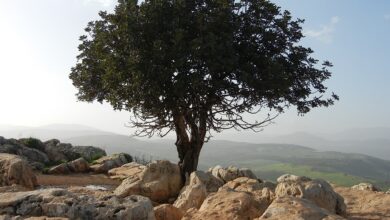 Israel bietet Hamas neuen Deal an – Geiseln gegen lange Feuerpause | Politik
