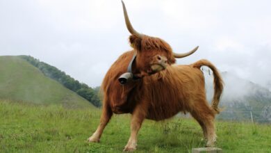 XRP On The Brink