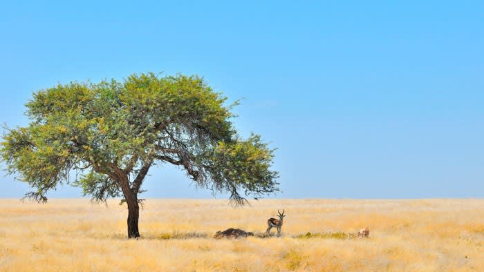 Bericht warnt davor, dass die weltweite Baumpflanzaktion das afrikanische Grasland bedroht