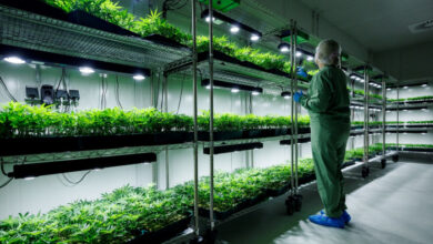Deutschland tritt dem Club für legales Cannabis bei