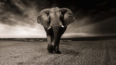 Rückführung nach Afrika: „Wird direkt aufgelegt, wenn klar ist: Wir sind es“