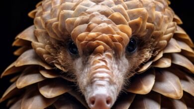 Pangolin (PNG) steigt sprunghaft an, 24-Stunden-Volumen steigt um atemberaubende 5500 %