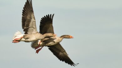 Boeing-Maschine verliert im Flug Rumpfteil