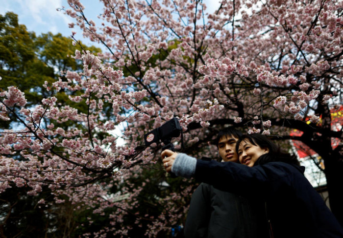 Die Inflation schmälert die Budgets für die Kirschblütenbesichtigung in Japan