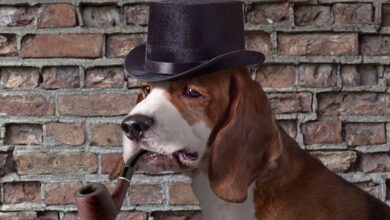 Dogwifhat und SHIB Meme verpasst coin Rallye? Milei Moneda könnte als nächstes an der Reihe sein