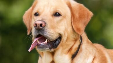 Joggerin von drei Hunden tot gebissen - Halterin verurteilt