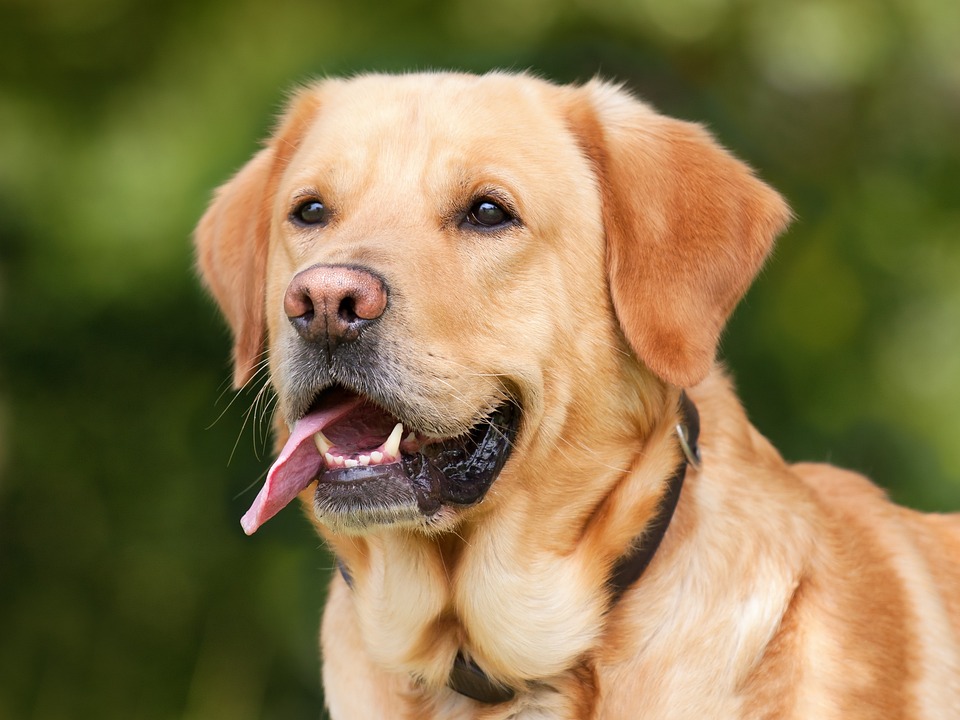 Joggerin von drei Hunden tot gebissen - Halterin verurteilt