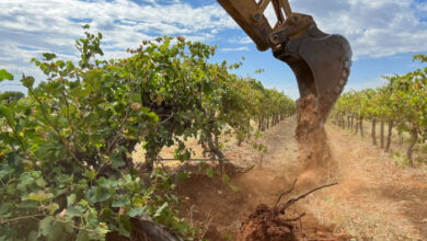 Millionen australischer Weinreben sind aufgrund der Weinschwemme ausgerissen