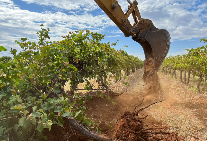 Millionen australischer Weinreben sind aufgrund der Weinschwemme ausgerissen