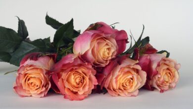 Ein Skandal um Orbán wird zum Rosenkrieg