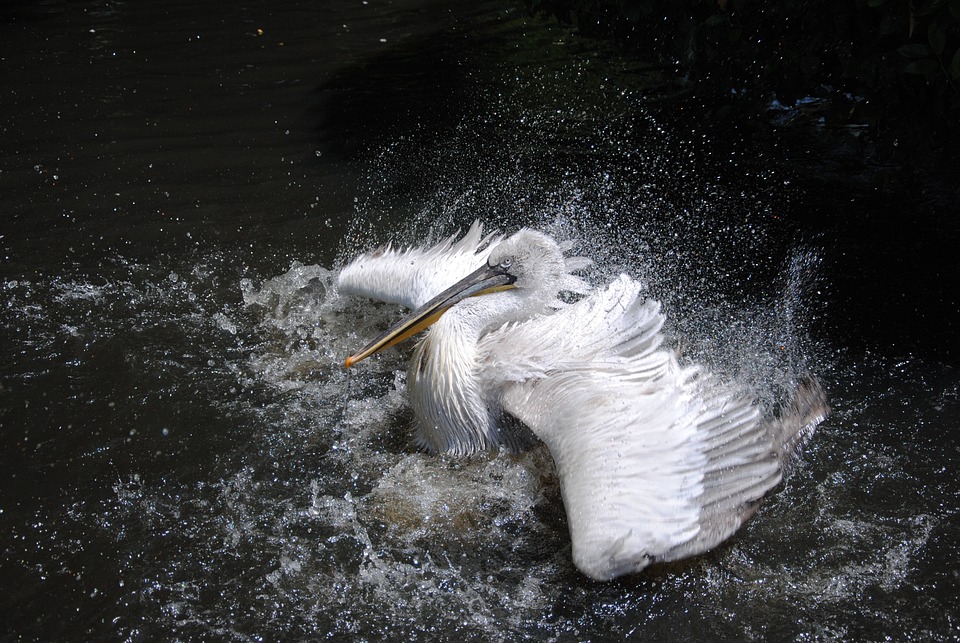 Brandenburg: Pelikan auf der Spree aufgetaucht
