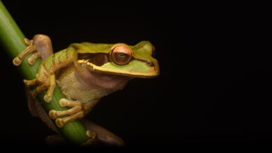 Pepe Coin
