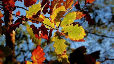 Polnischer Eurokorps-Kommandeur beteuert Unschuld nach Spionage-Vorwurf