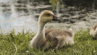 Putin lockt mit Geld: Münze: Russland zahlt 50.000 Euro pro totem Soldaten