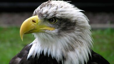 USA: US-Berufungsgericht stoppt texanisches Einwanderungsgesetz vorerst