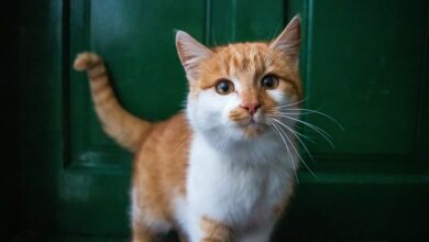 Zieht Ukraine Abrams-Panzer von der Front ab? Armee dementiert Bericht